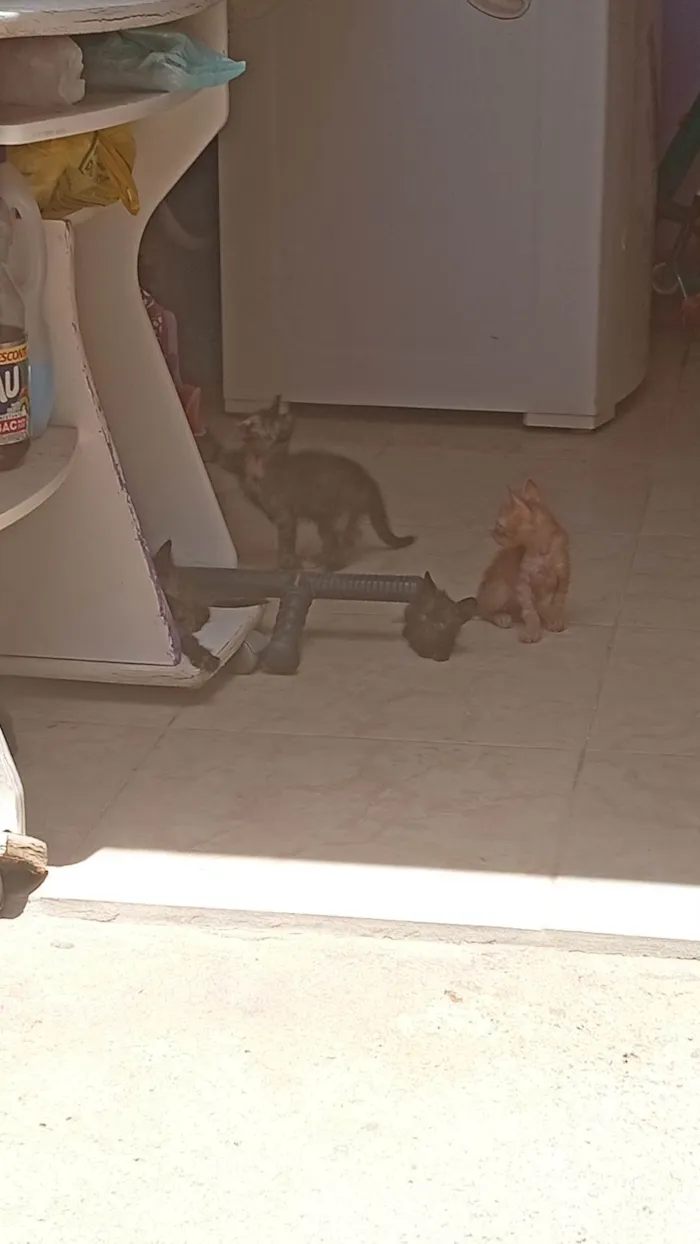 Gato ra a SRD-ViraLata idade Abaixo de 2 meses nome Tadeu 