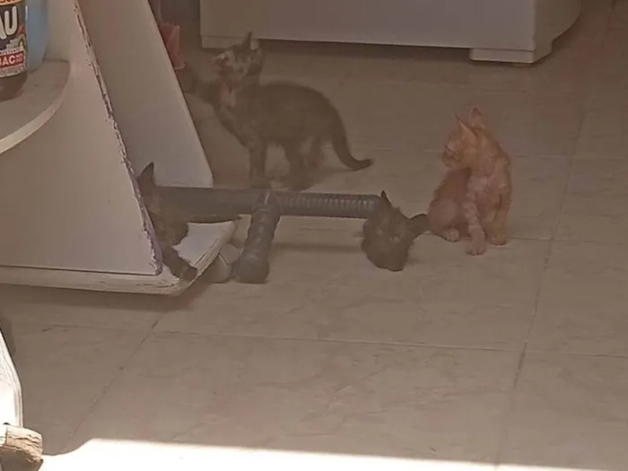 Gato ra a SRD-ViraLata idade Abaixo de 2 meses nome Tadeu 