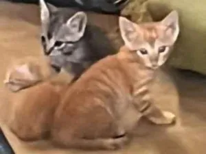 Gato raça SRD-ViraLata idade Abaixo de 2 meses nome Não tem