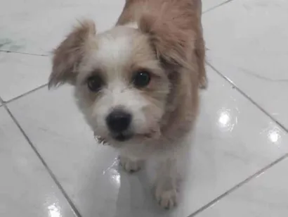 Cachorro raça SRD-ViraLata idade 7 a 11 meses nome Bolt