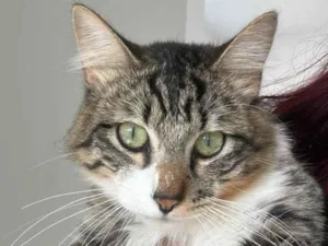 Gato raça Angorá idade 1 ano nome Limão