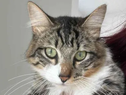 Gato raça Angorá idade 1 ano nome Limão