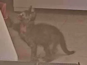 Gato ra a SRD-ViraLata idade Abaixo de 2 meses nome Tadeu 