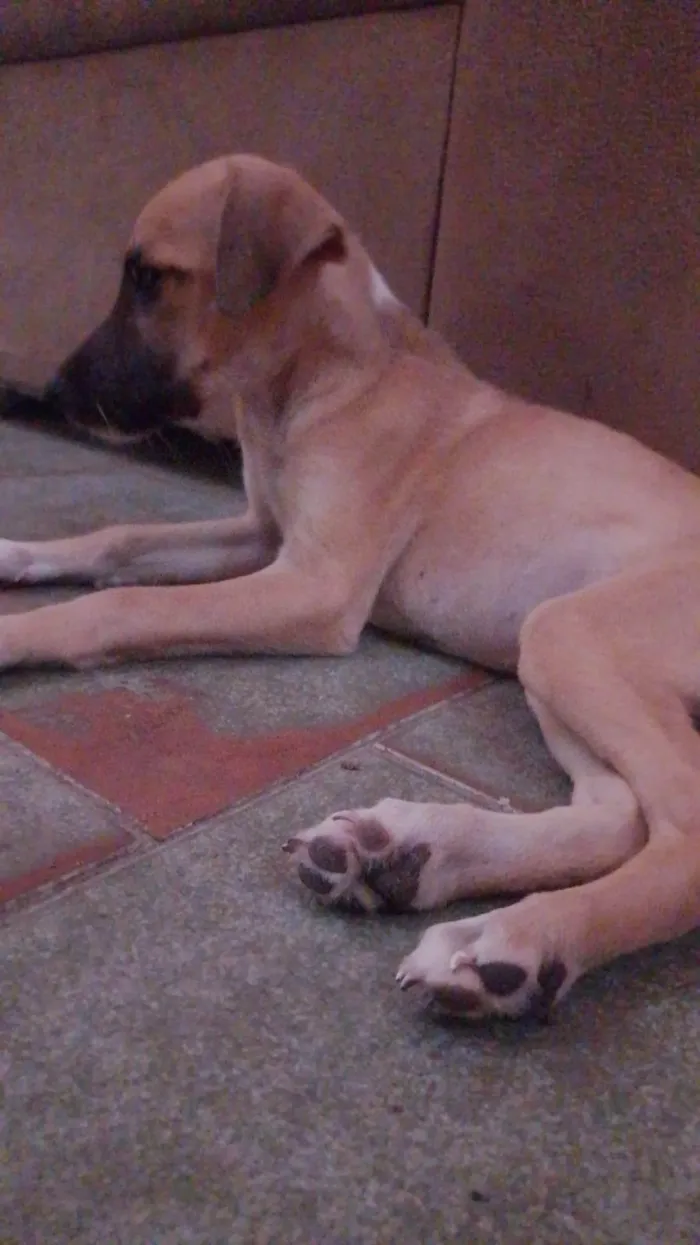 Cachorro ra a SRD-ViraLata idade 2 a 6 meses nome Paçoca