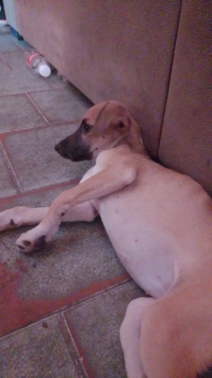 Cachorro ra a SRD-ViraLata idade 2 a 6 meses nome Paçoca