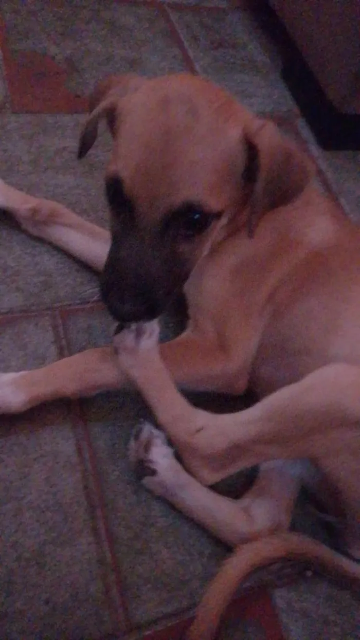 Cachorro ra a SRD-ViraLata idade 2 a 6 meses nome Paçoca