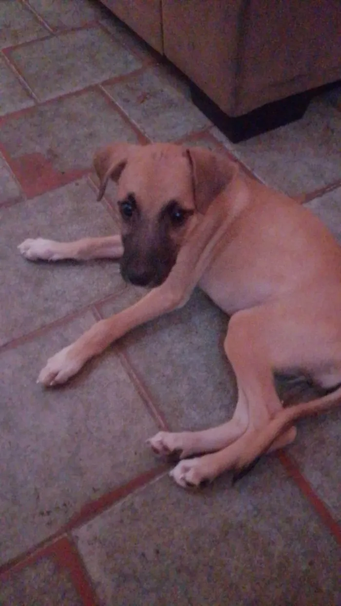 Cachorro ra a SRD-ViraLata idade 2 a 6 meses nome Paçoca