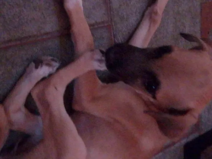 Cachorro ra a SRD-ViraLata idade 2 a 6 meses nome Paçoca