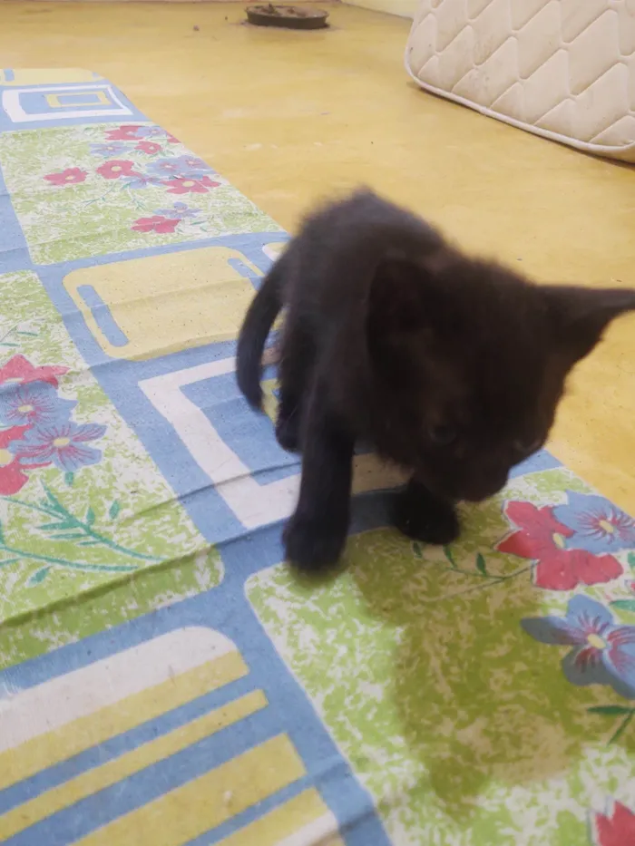 Gato ra a Exótico idade Abaixo de 2 meses nome Sem nome