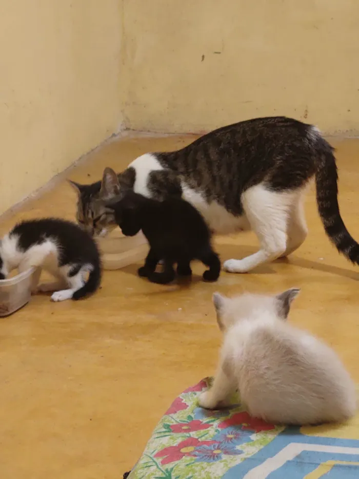 Gato ra a Exótico idade Abaixo de 2 meses nome Sem nome