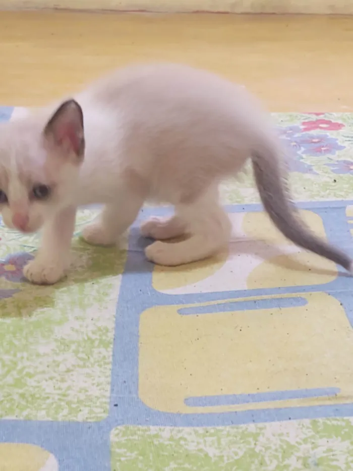 Gato ra a Exótico idade Abaixo de 2 meses nome Sem nome