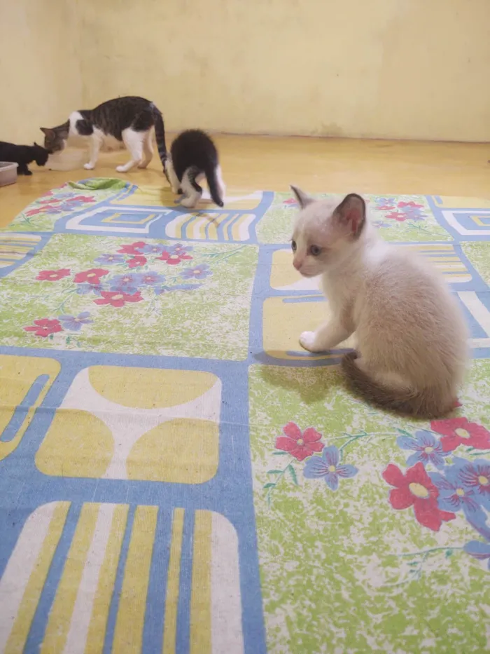 Gato ra a Exótico idade Abaixo de 2 meses nome Sem nome