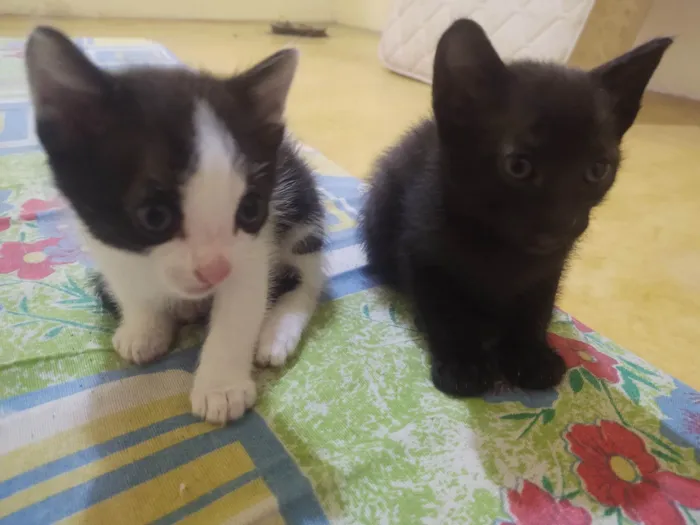 Gato ra a Exótico idade Abaixo de 2 meses nome Sem nome