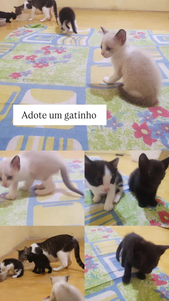 Gato ra a Exótico idade Abaixo de 2 meses nome Sem nome
