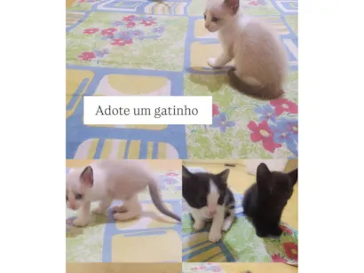Gato raça Exótico idade Abaixo de 2 meses nome Sem nome