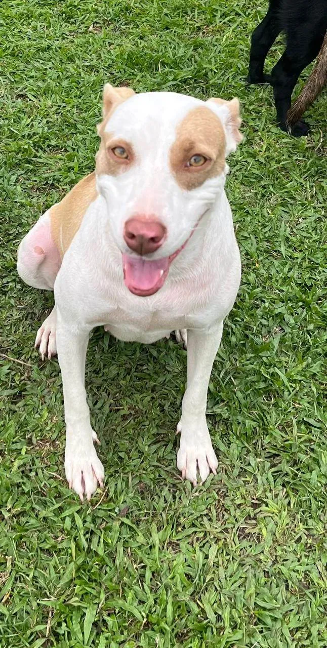 Cachorro ra a SRD-ViraLata idade 2 anos nome Luna