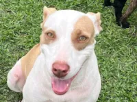 Cachorro raça SRD-ViraLata idade 2 anos nome Luna