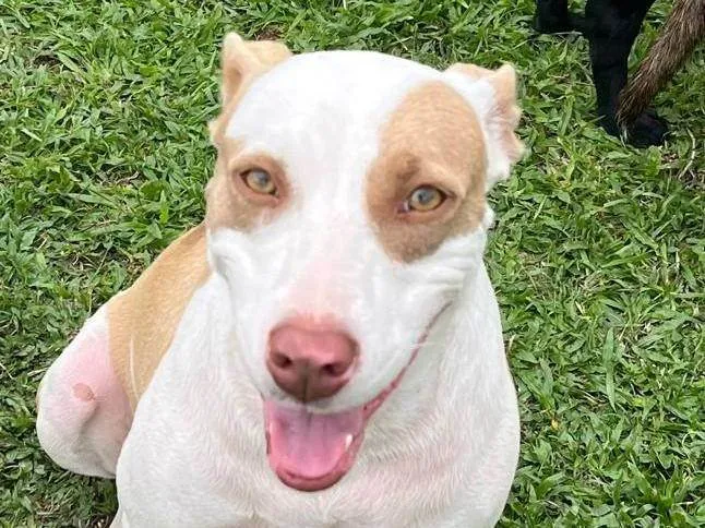 Cachorro ra a SRD-ViraLata idade 2 anos nome Luna