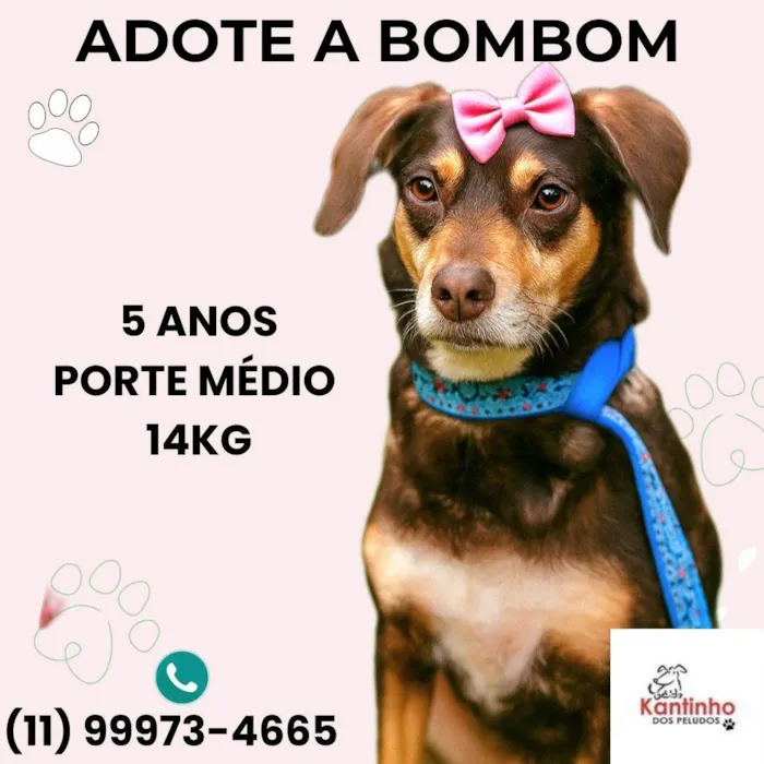 Cachorro ra a SRD-ViraLata idade 4 anos nome Bombom