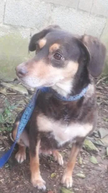 Cachorro ra a SRD-ViraLata idade 4 anos nome Bombom