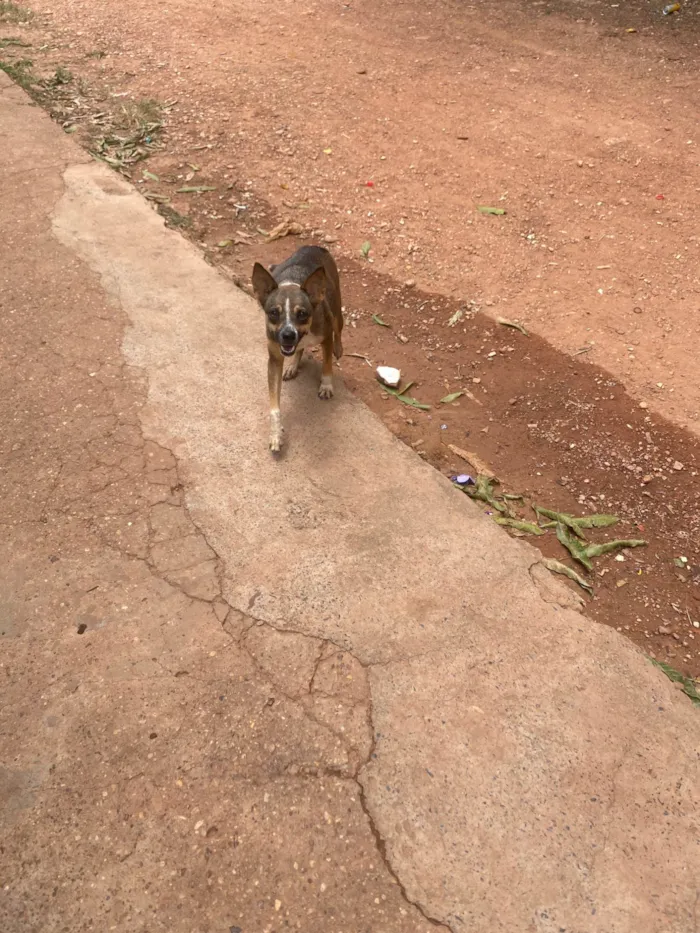 Cachorro raça SRD-ViraLata idade 1 ano nome Não tem nome 