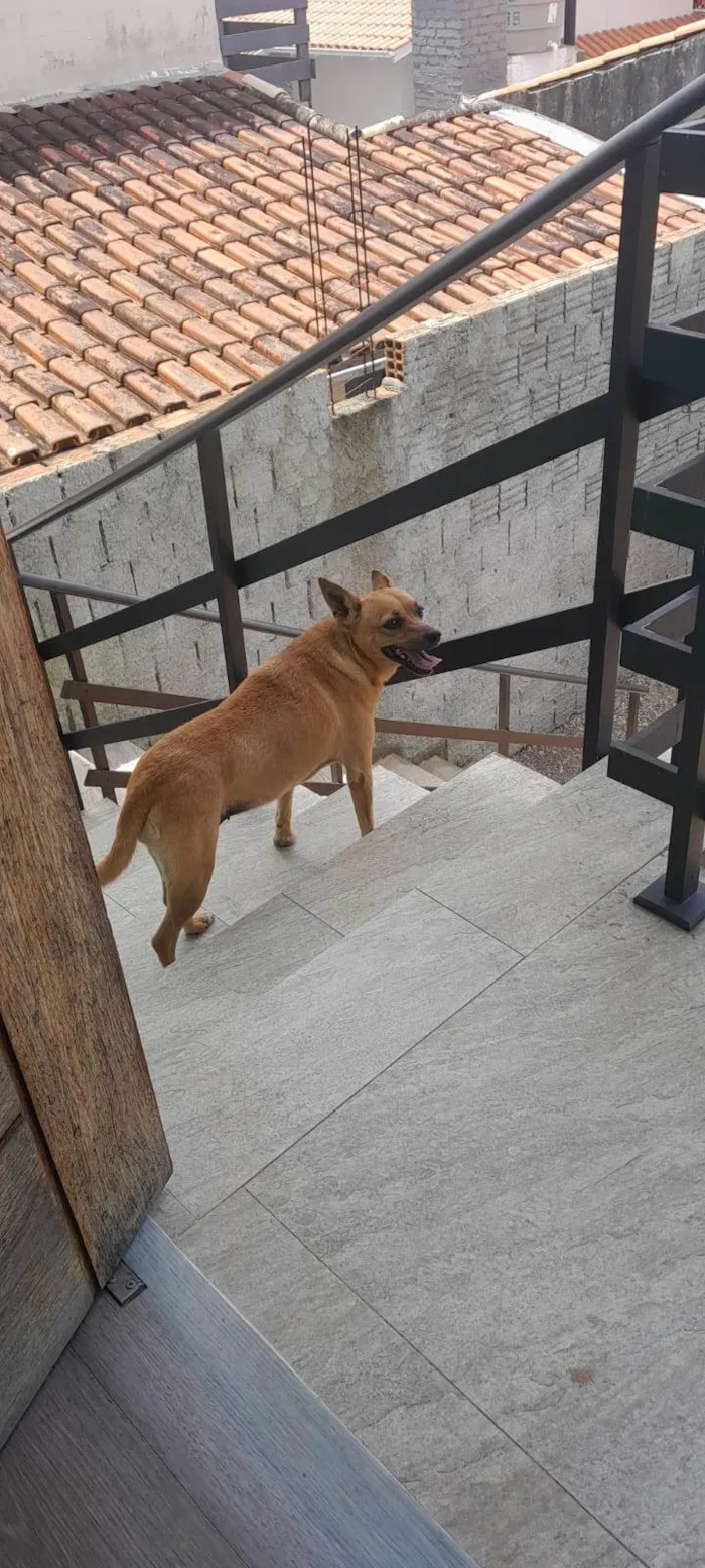 Cachorro ra a SRD-ViraLata idade 5 anos nome Lili