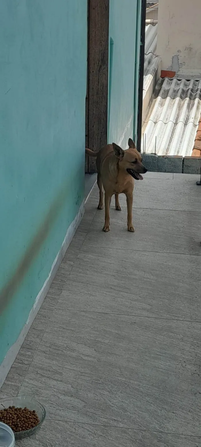 Cachorro ra a SRD-ViraLata idade 5 anos nome Lili