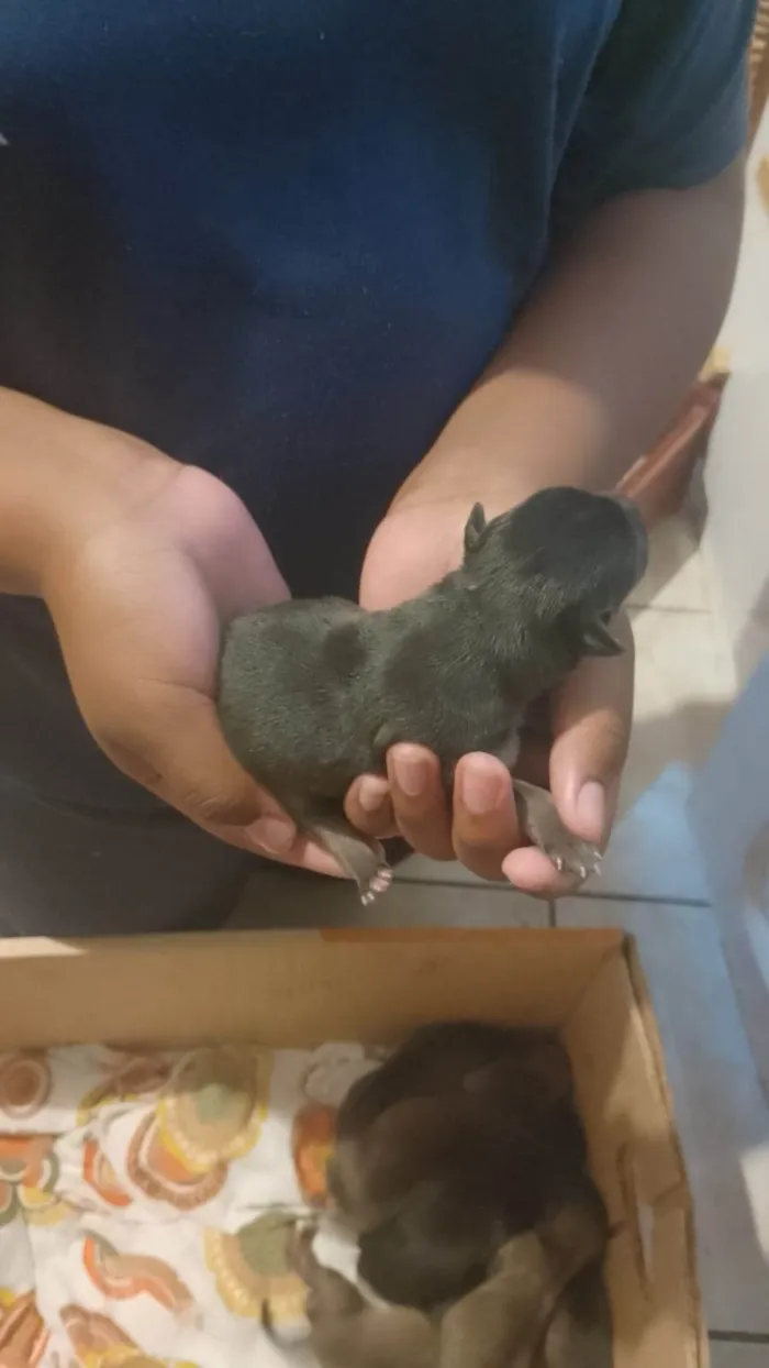 Cachorro ra a SRD-ViraLata idade Abaixo de 2 meses nome Não tem