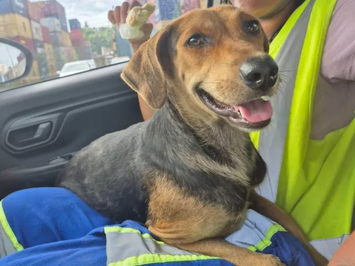 Cachorro ra a SRD-ViraLata idade 3 anos nome WILSON 