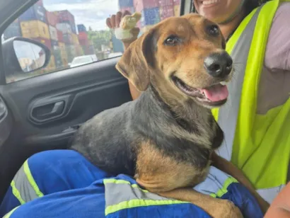 Cachorro raça SRD-ViraLata idade 3 anos nome WILSON 