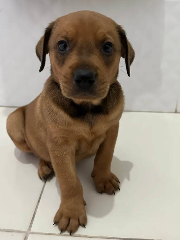 Cachorro ra a SRD-ViraLata idade 2 a 6 meses nome João (temporário)