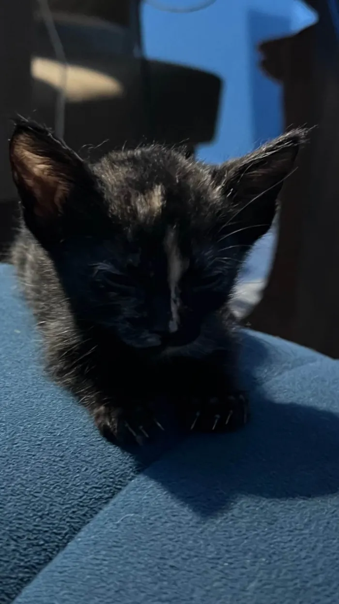 Gato ra a SRD-ViraLata idade 1 ano nome Miu