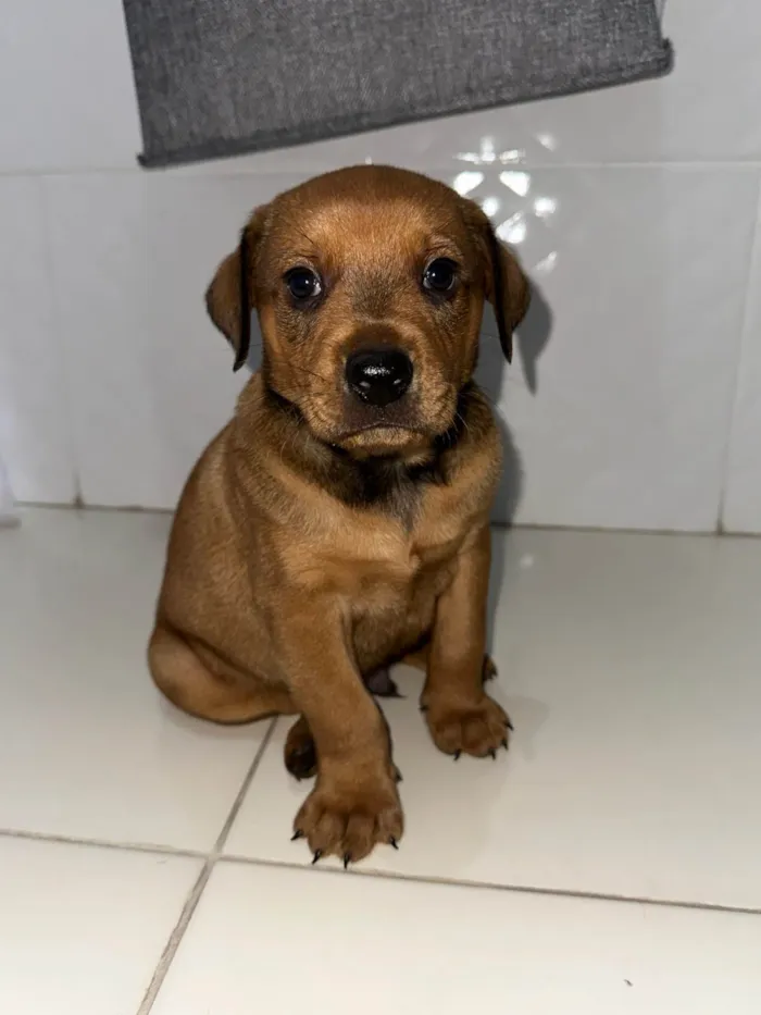 Cachorro ra a SRD-ViraLata idade 2 a 6 meses nome João (temporário)