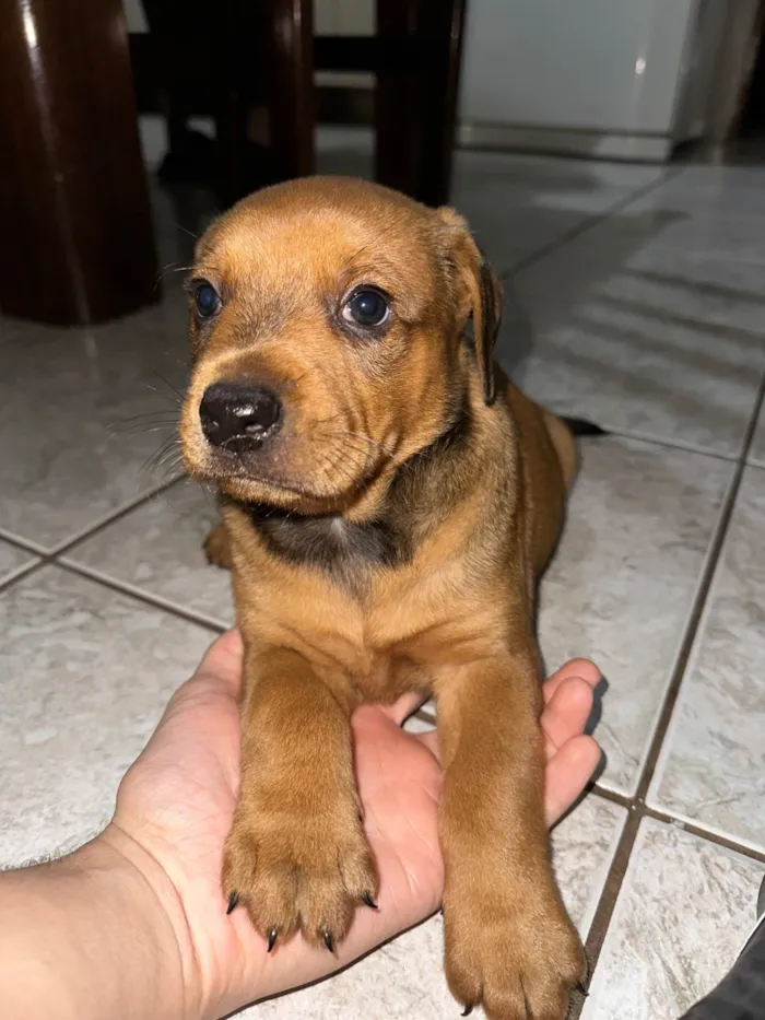 Cachorro ra a SRD-ViraLata idade 2 a 6 meses nome João (temporário)