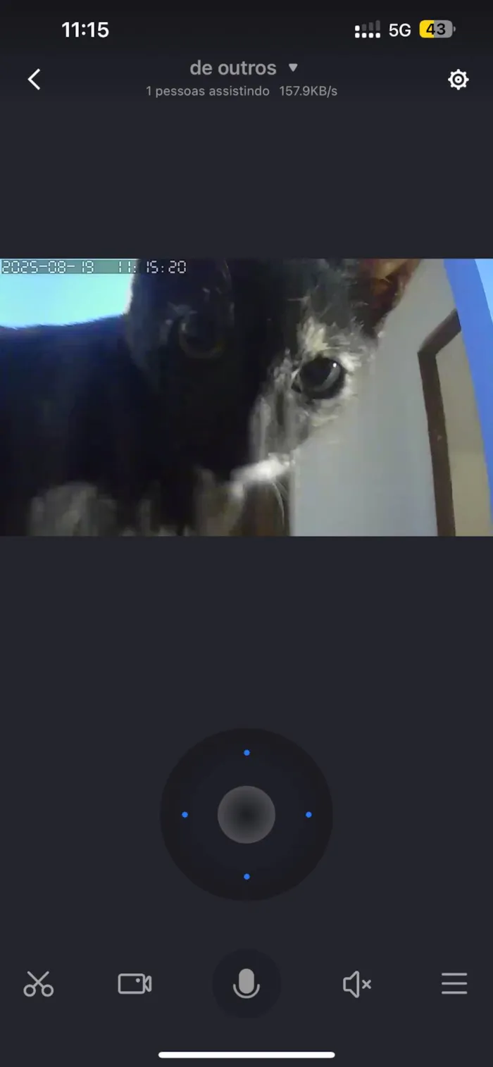 Gato ra a SRD-ViraLata idade 1 ano nome Miu