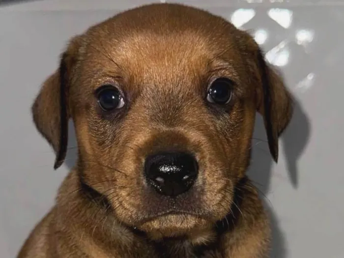 Cachorro ra a SRD-ViraLata idade 2 a 6 meses nome João (temporário)