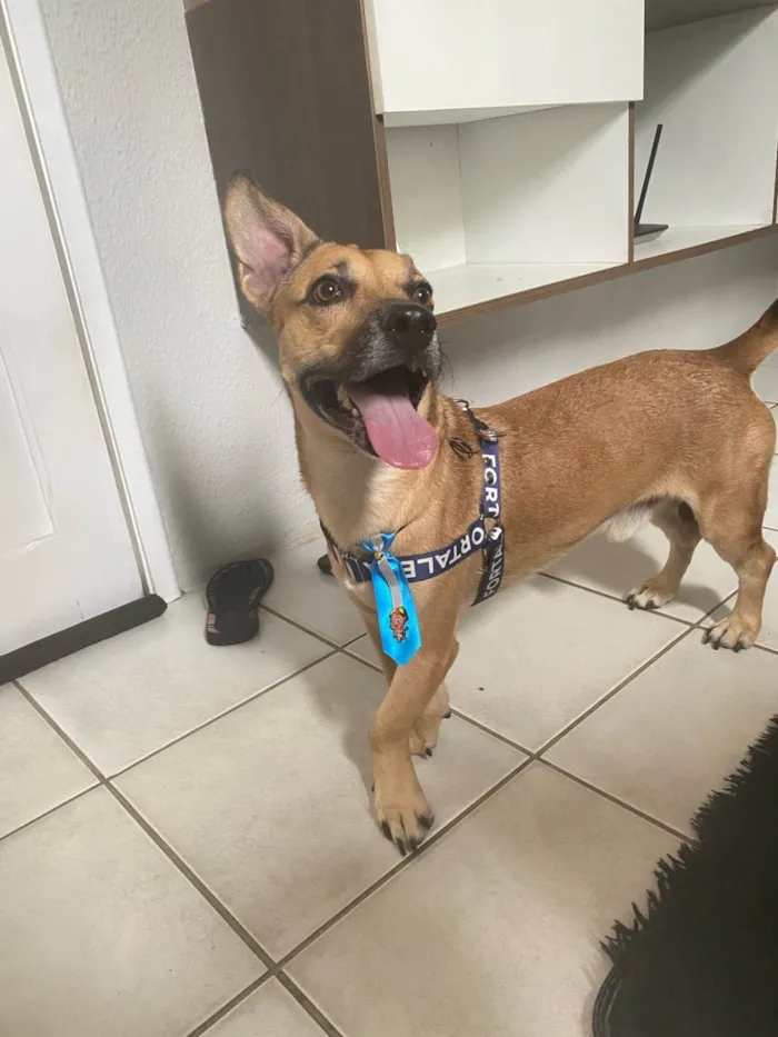 Cachorro ra a SRD-ViraLata idade 4 anos nome Luck