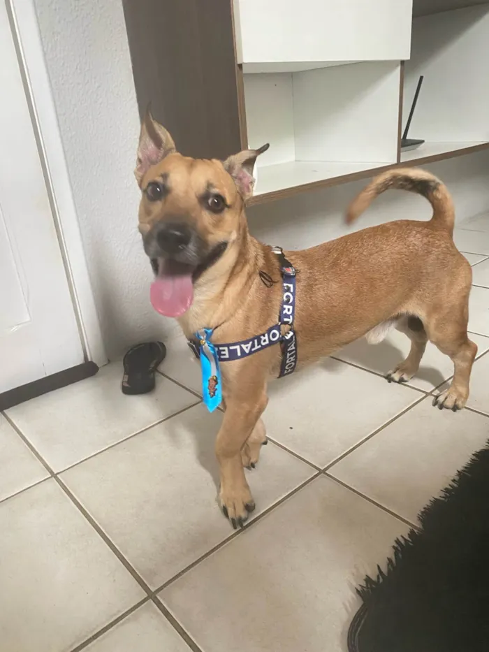 Cachorro ra a SRD-ViraLata idade 4 anos nome Luck