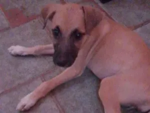 Cachorro raça SRD-ViraLata idade 2 a 6 meses nome Paçoca