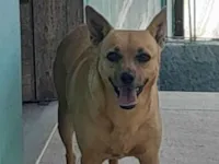 Cachorro raça SRD-ViraLata idade 5 anos nome Lili
