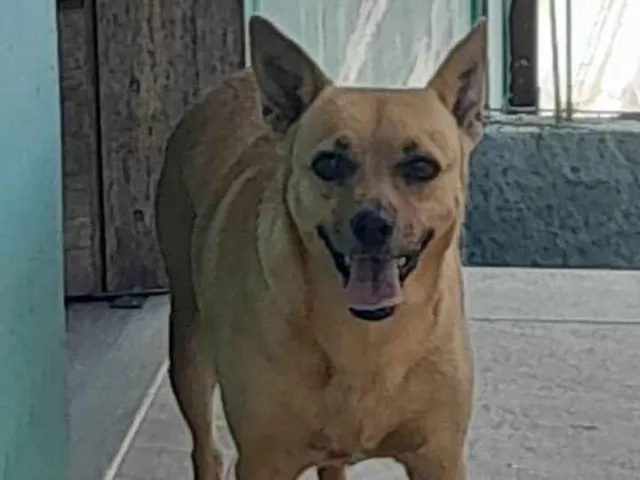 Cachorro ra a SRD-ViraLata idade 5 anos nome Lili