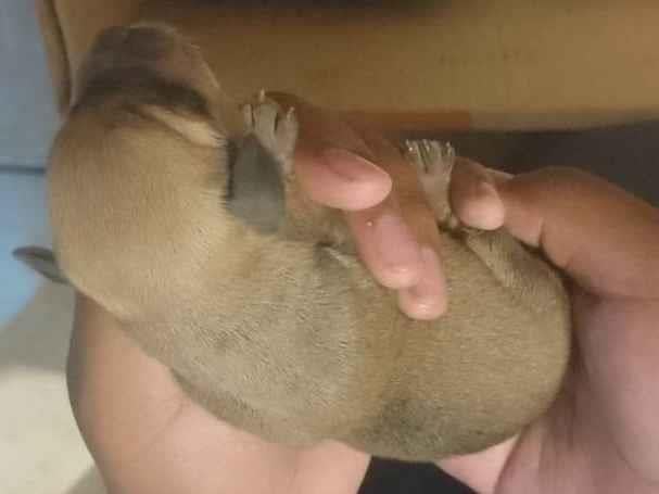Cachorro ra a SRD-ViraLata idade Abaixo de 2 meses nome Não tem