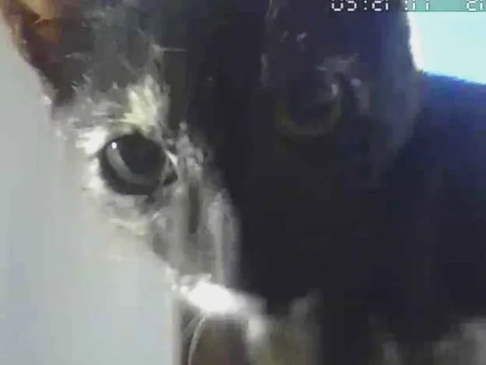 Gato ra a SRD-ViraLata idade 1 ano nome Miu