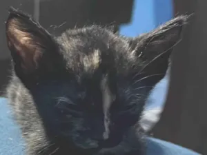 Gato raça SRD-ViraLata idade 1 ano nome Miu