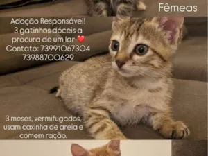Gato raça SRD-ViraLata idade 2 a 6 meses nome Rikson 