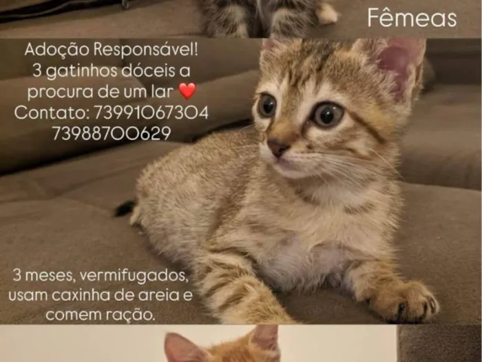 Gato ra a SRD-ViraLata idade 2 a 6 meses nome Rikson 