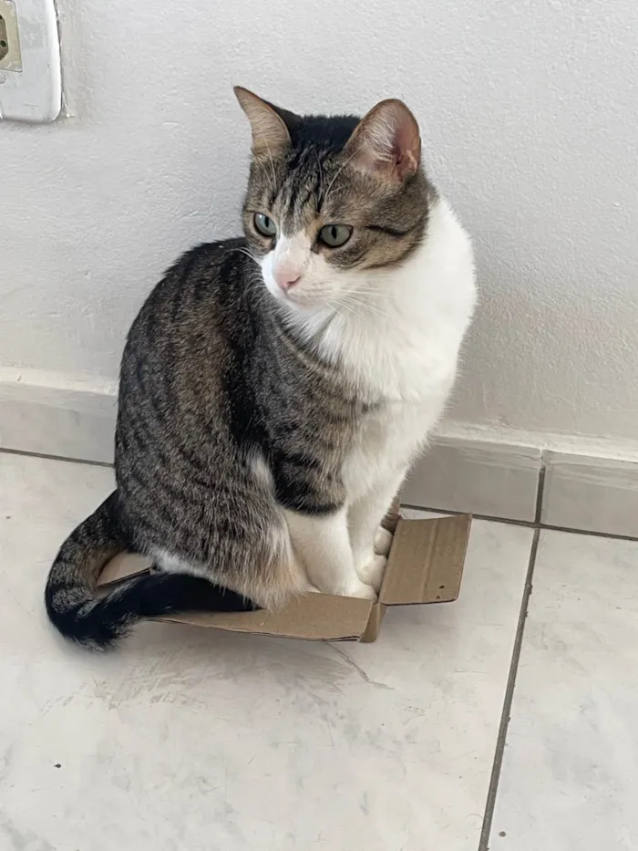 Gato ra a Exótico idade 4 anos nome Bonnie e coraline