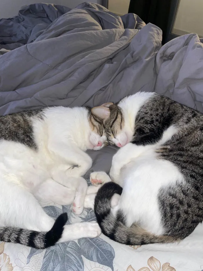 Gato ra a Exótico idade 4 anos nome Bonnie e coraline