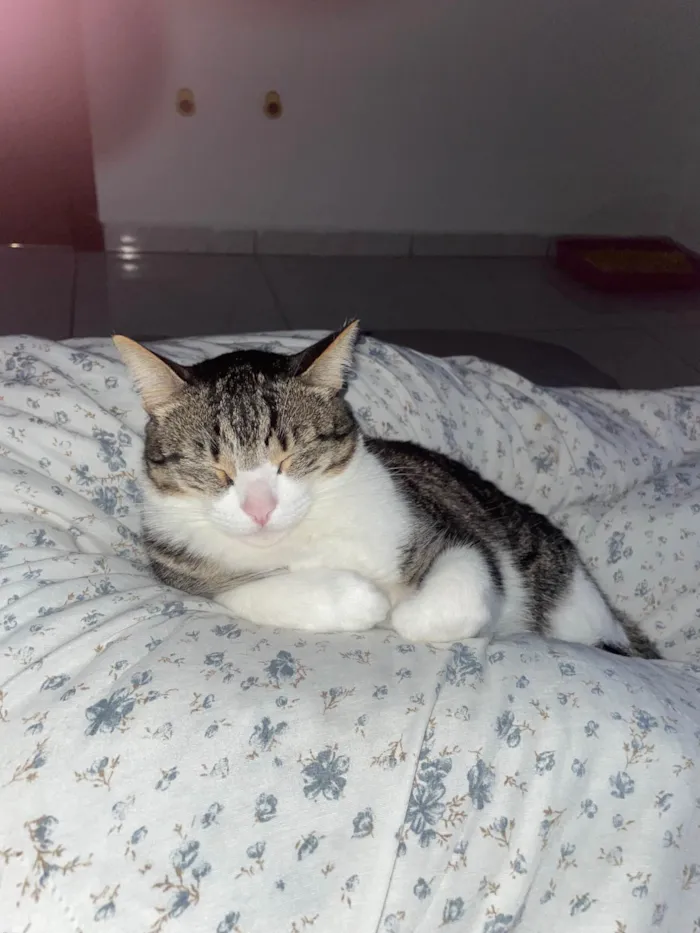 Gato ra a Exótico idade 4 anos nome Bonnie e coraline