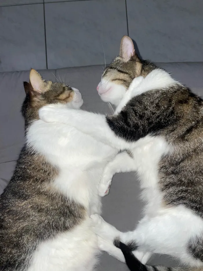 Gato ra a Exótico idade 4 anos nome Bonnie e coraline